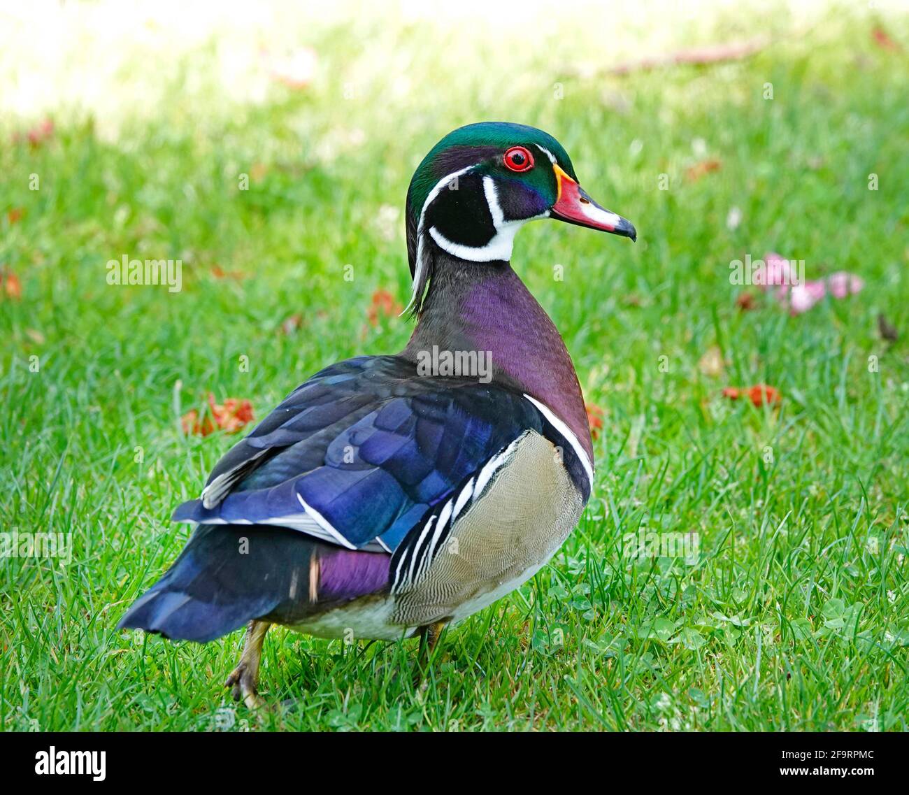 Portrait of a wood duck, also called a Carolina duck, Aix sponsa, on a small lake in the