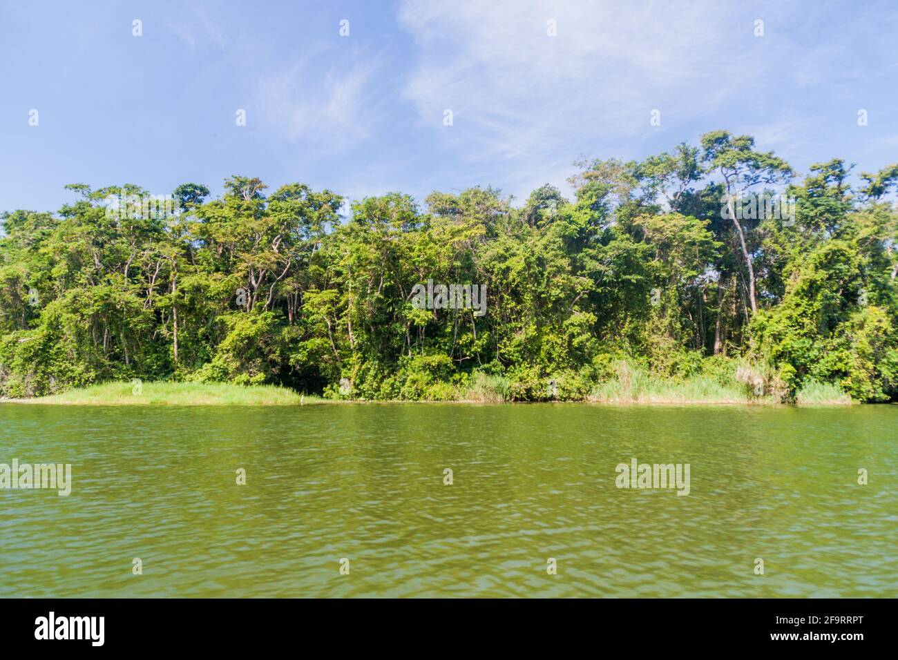 Forest lining the Rio Dulce river, Guatemala Stock Photo