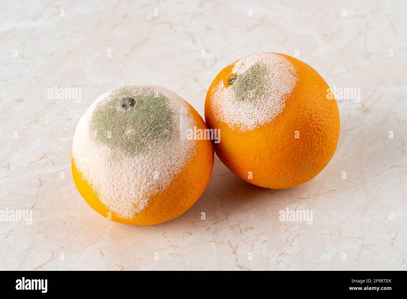 Two rotten oranges covered with white green mold on a kitchen table. Fungal mold on rotten citrus. Spoiled fruits. Food forgotten in the fridge. Stock Photo