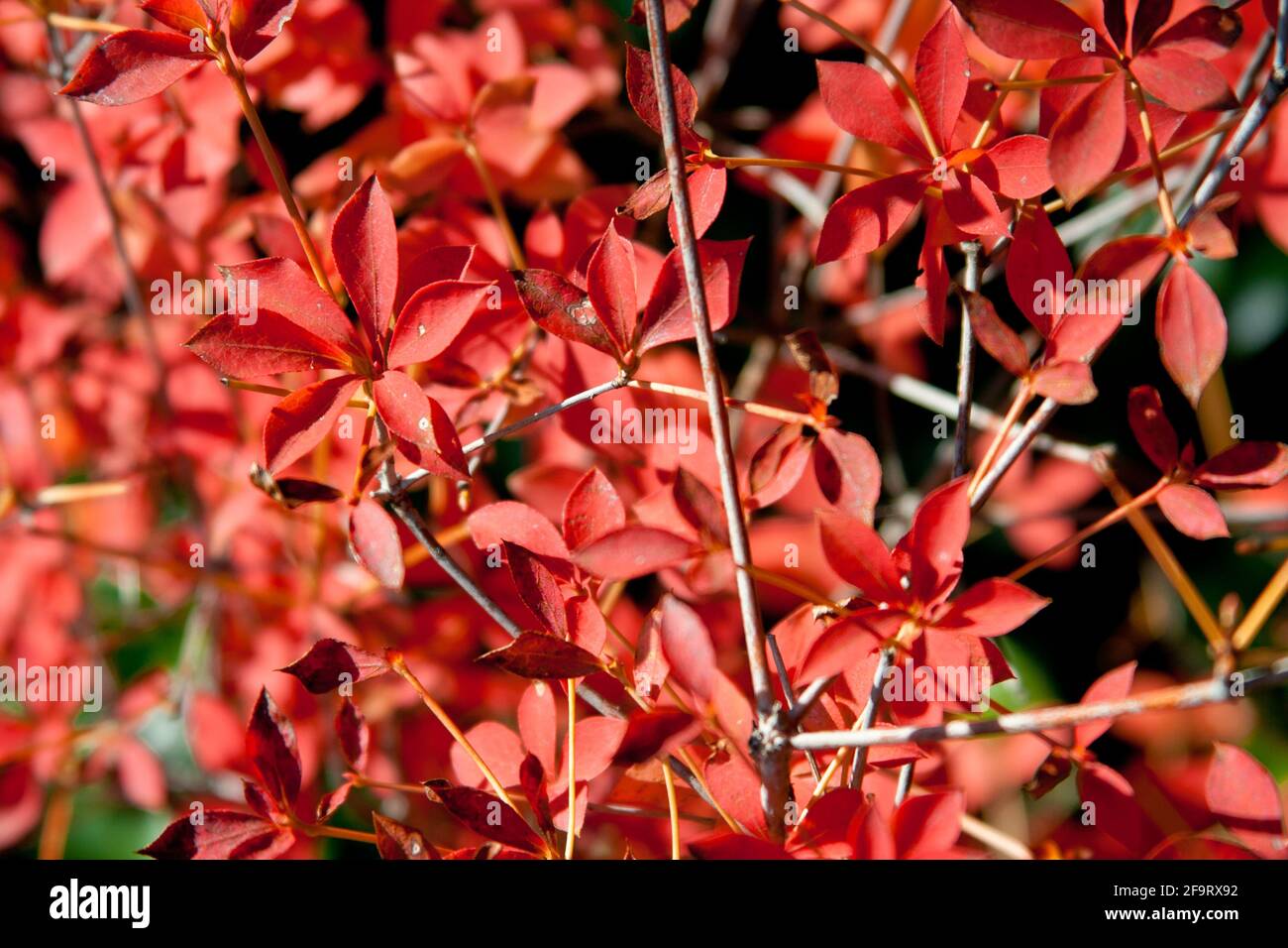 Closeup of vibrant common barberry (Berberis vulgaris) leaves Stock Photo