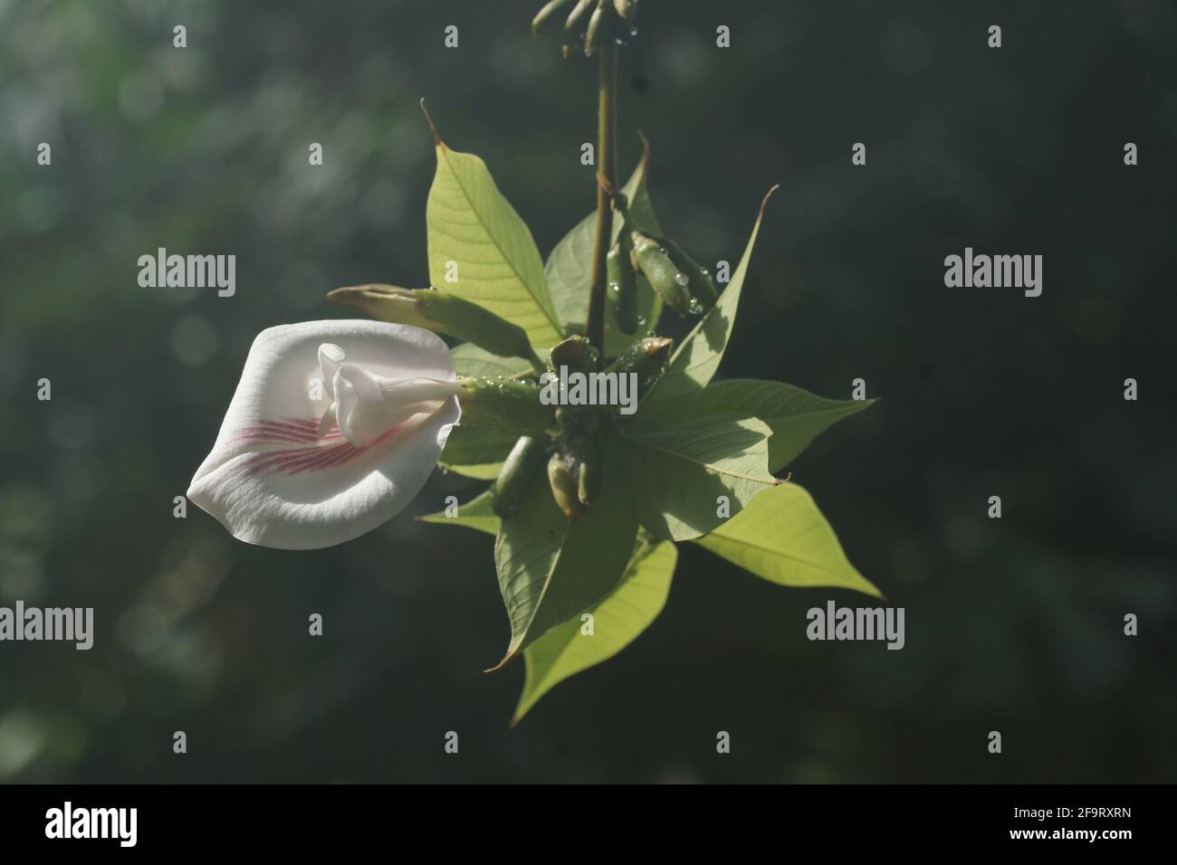 Clitoria javitensis Stock Photo