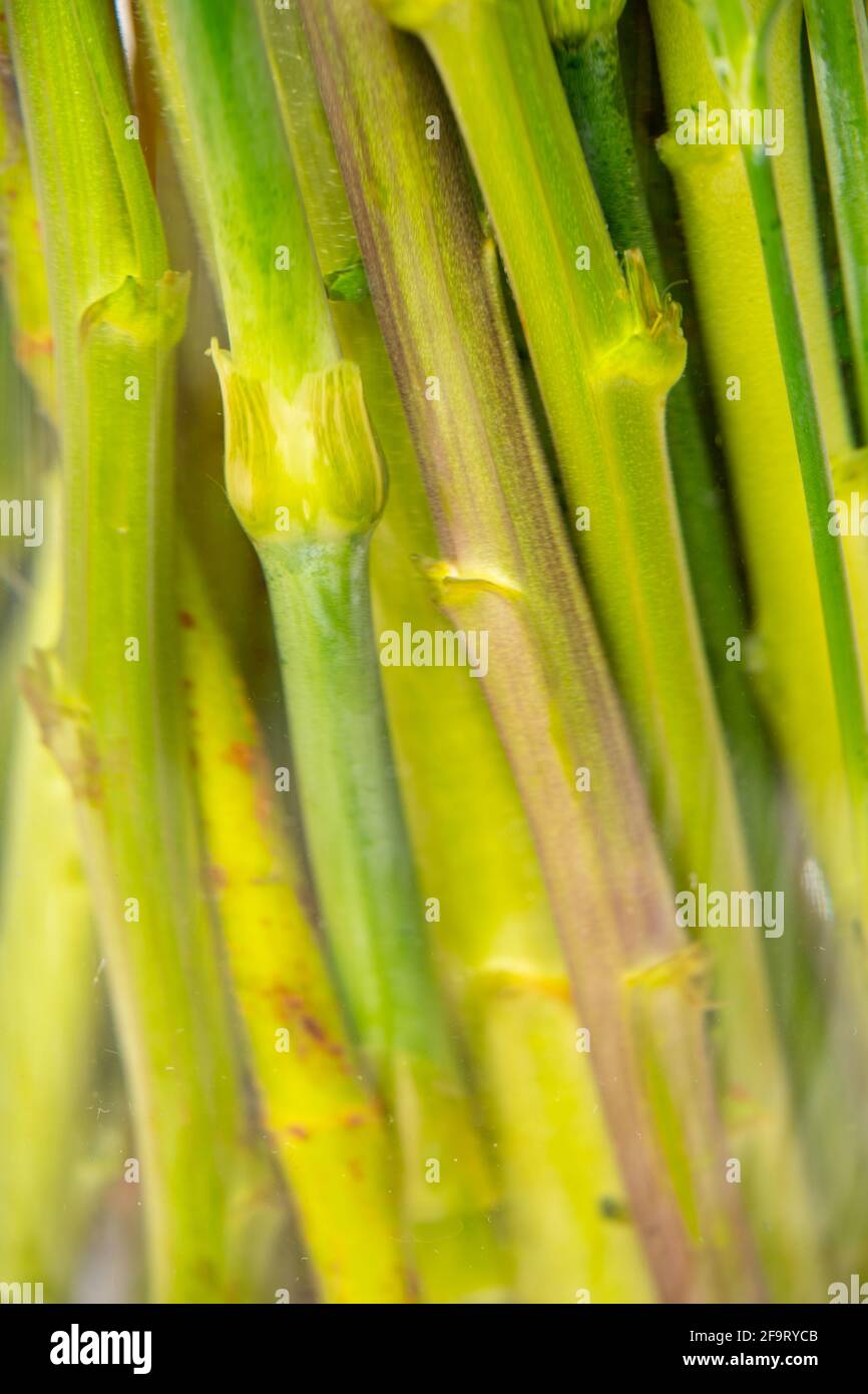 Green flower stems under water Stock Photo Alamy