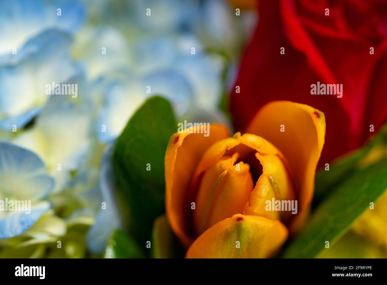 Floral vibrant colors hi-res stock photography and images - Alamy