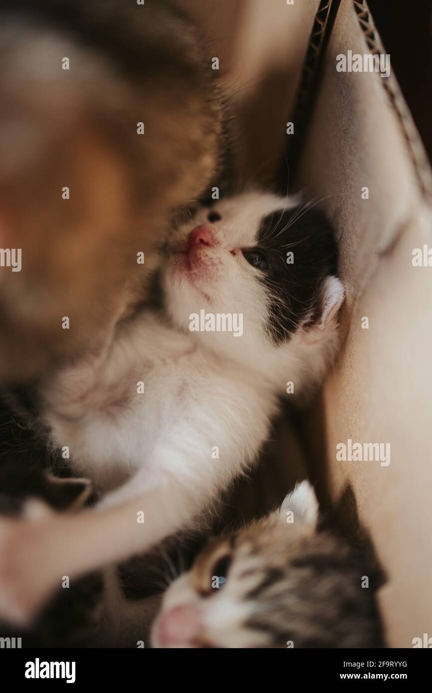 Kittens Inside Vertical shot of cute little kittens inside a cardboard box Stock Photo ...