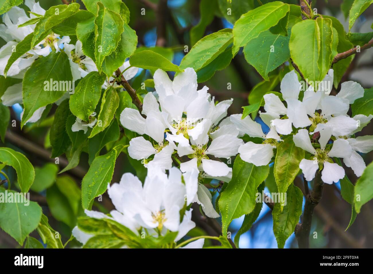 White blossoming apple trees. White apple tree flowers. Spring season ...