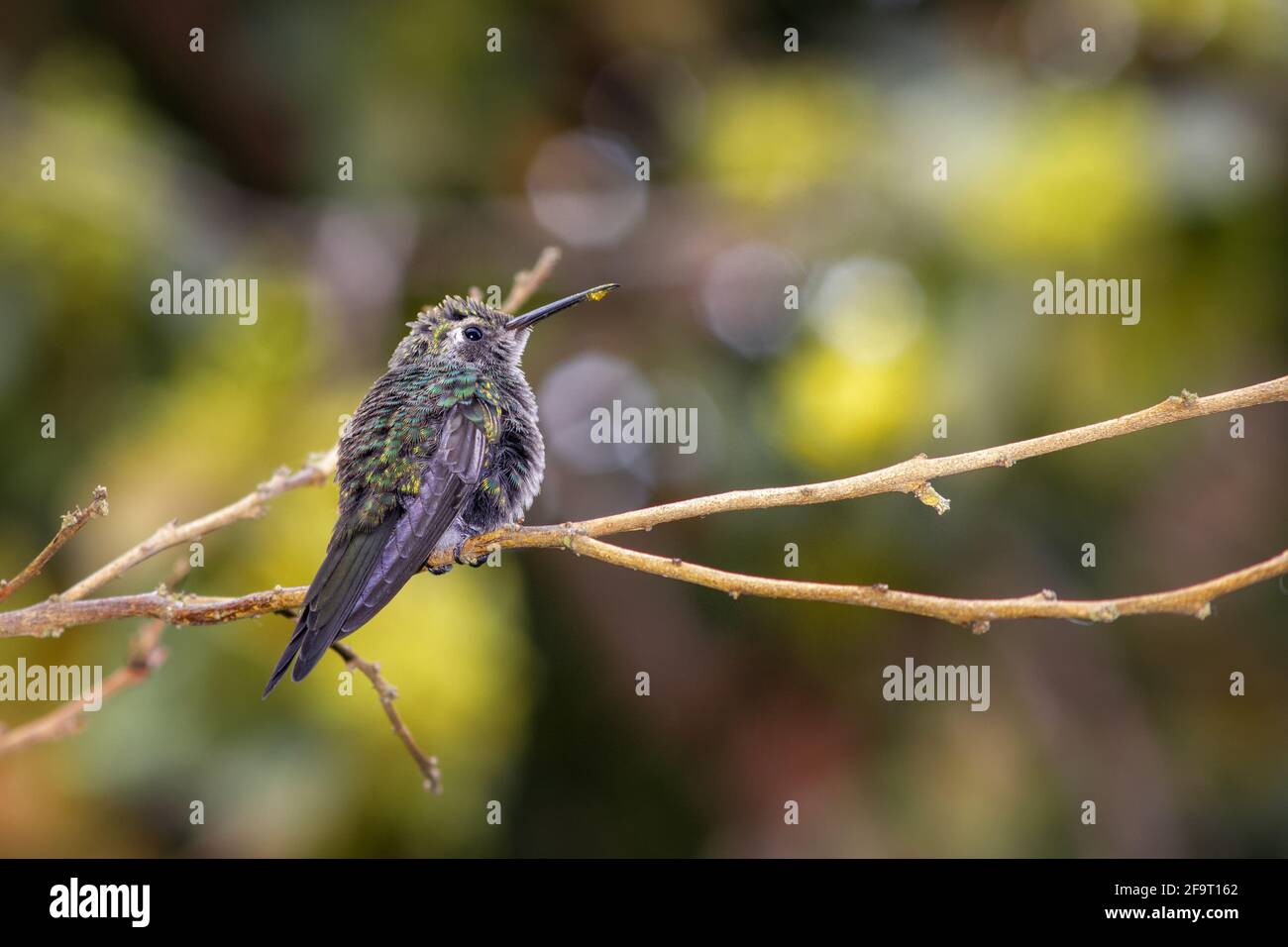 Chubby little bee hummingbird in a sunny forest, standing on a thin ...