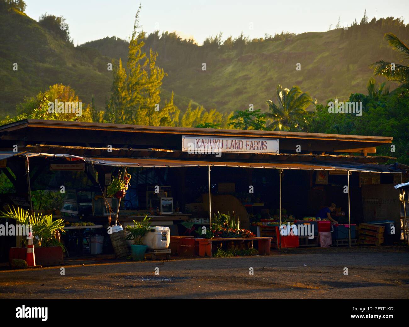 Young couple shopping during sunset at roadside farm market stand at Kahuku Land Farms, North Shore of Oahu, near Turtle Bay Resort, Hawaii, USA Stock Photo