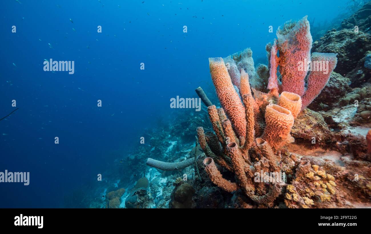 Seascape with fish, coral and sponge in coral reef of Caribbean Sea, Curacao Stock Photo