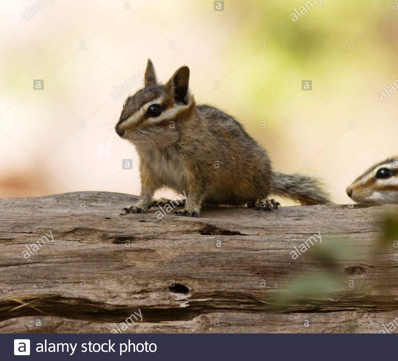 Tamias Dorsalis High Resolution Stock Photography and Images - Alamy