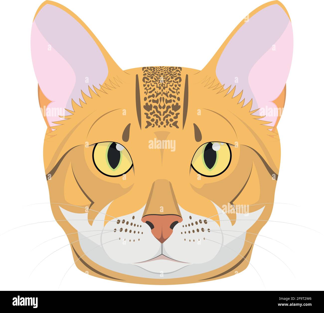 Bengal cat isolated on white background vector illustration Stock Vector  Image & Art - Alamy