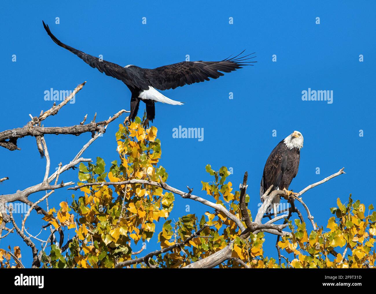 A Bald Eagle landing on a Cottonwood Tree as its mate watches, on a sunny, blue sky day in the Fall Season in Colorado, USA. Stock Photo