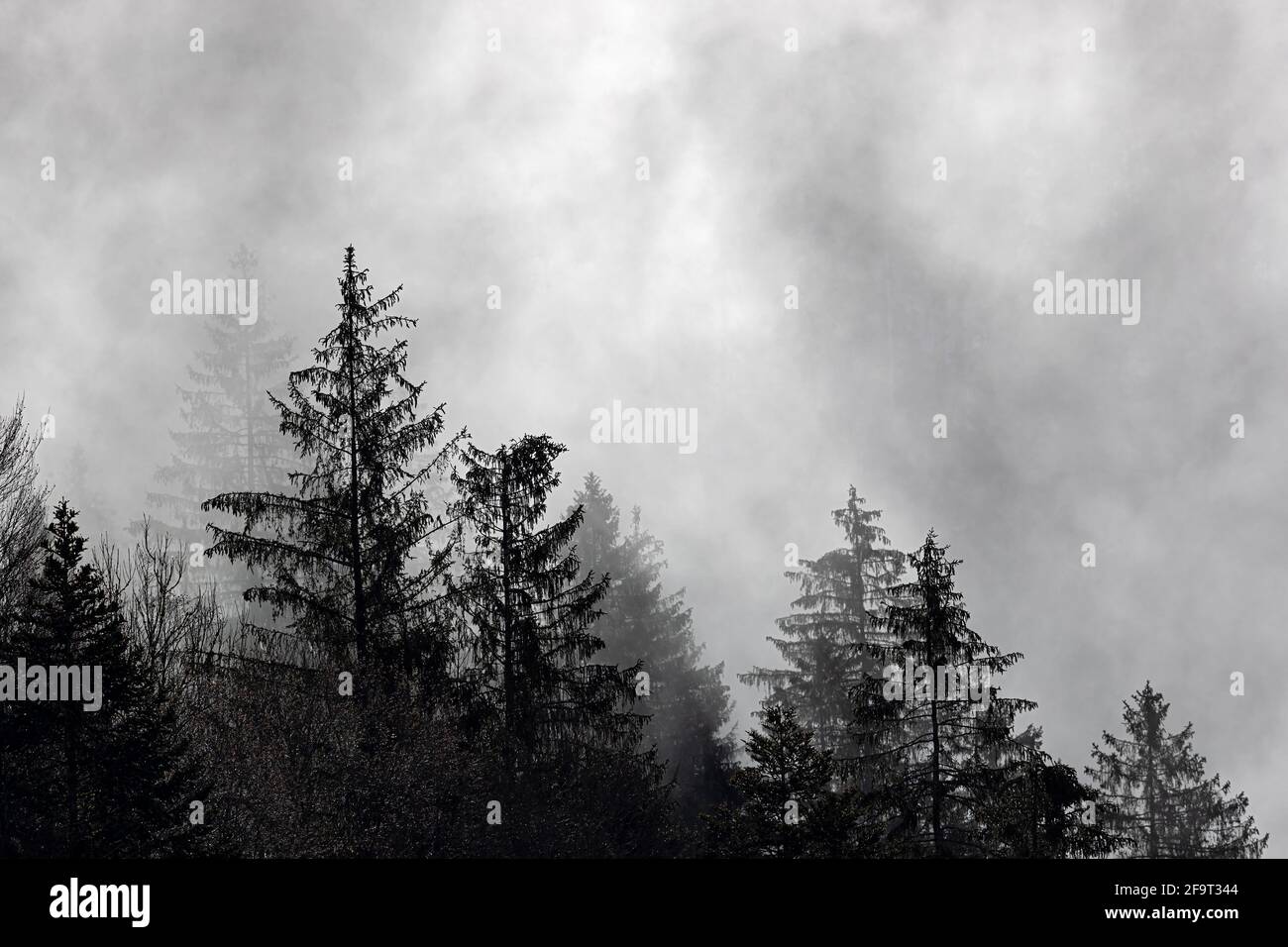 Spruce in misty weather conditions. Stock Photo