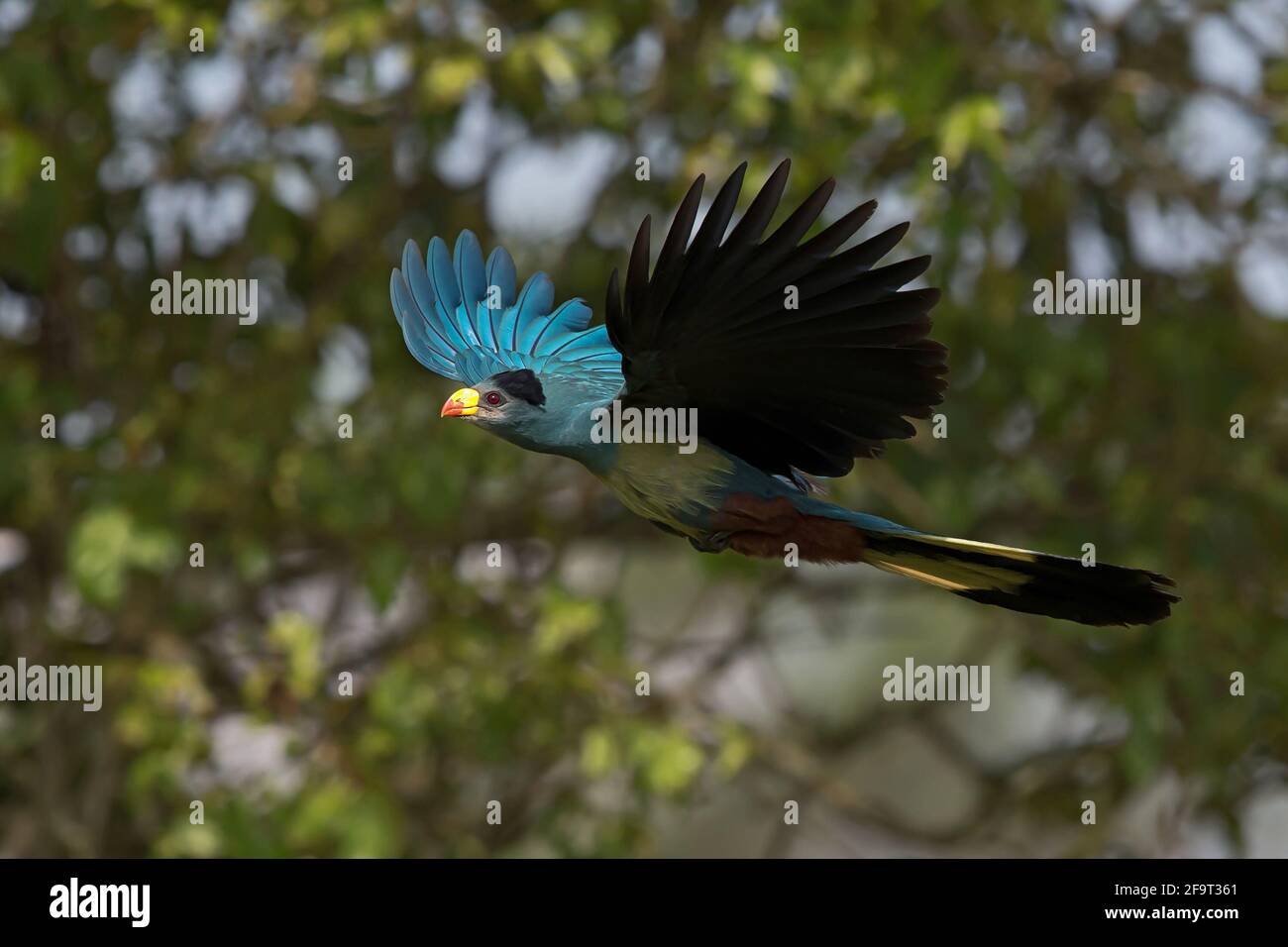 The Great Blue Turaco in the Kibale Forst National Park in flight Stock Photo