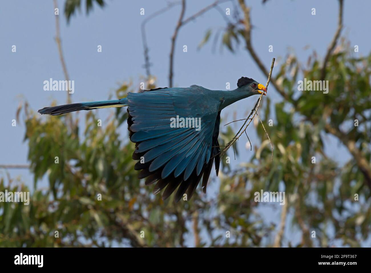 The Great Blue Turaco in the Kibale Forst National Park in flight to build a nest. Stock Photo
