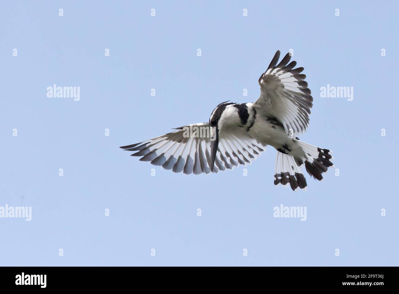 A Pied Kingfischer is hovering for a fish Stock Photo