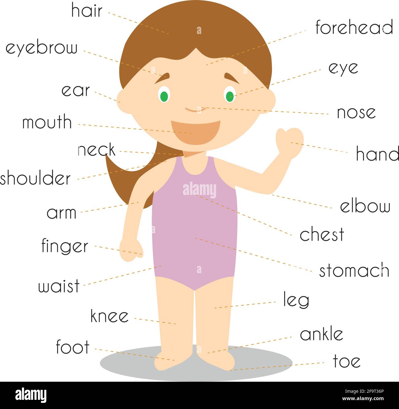 Human Body Parts Vocabulary Vector Illustration Stock Vector Image