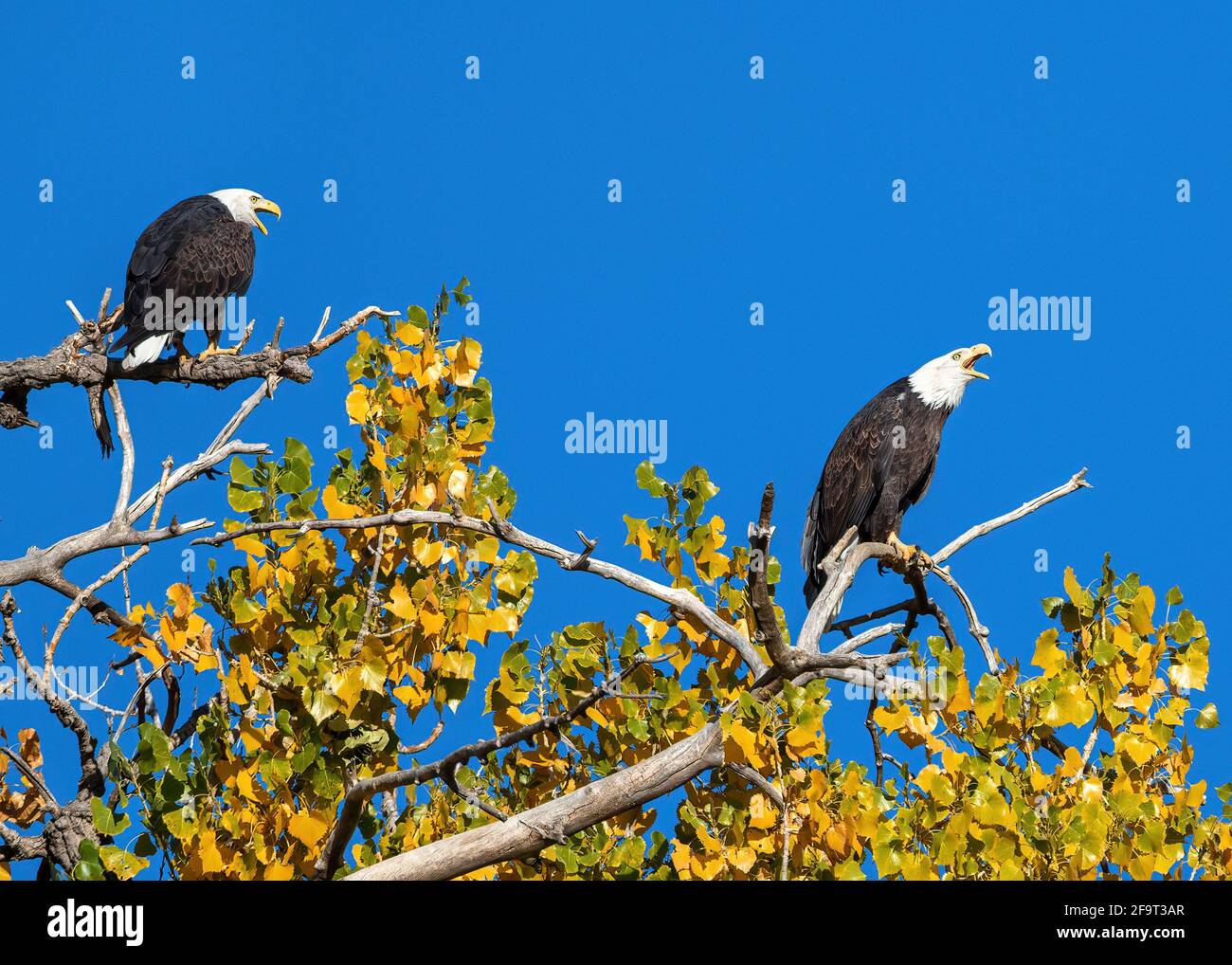 Two mated Bald Eagles atop of a large Cottonwood tree, calling out into the wild, with a deep blue sky and changing foliage in the Fall Season. Stock Photo