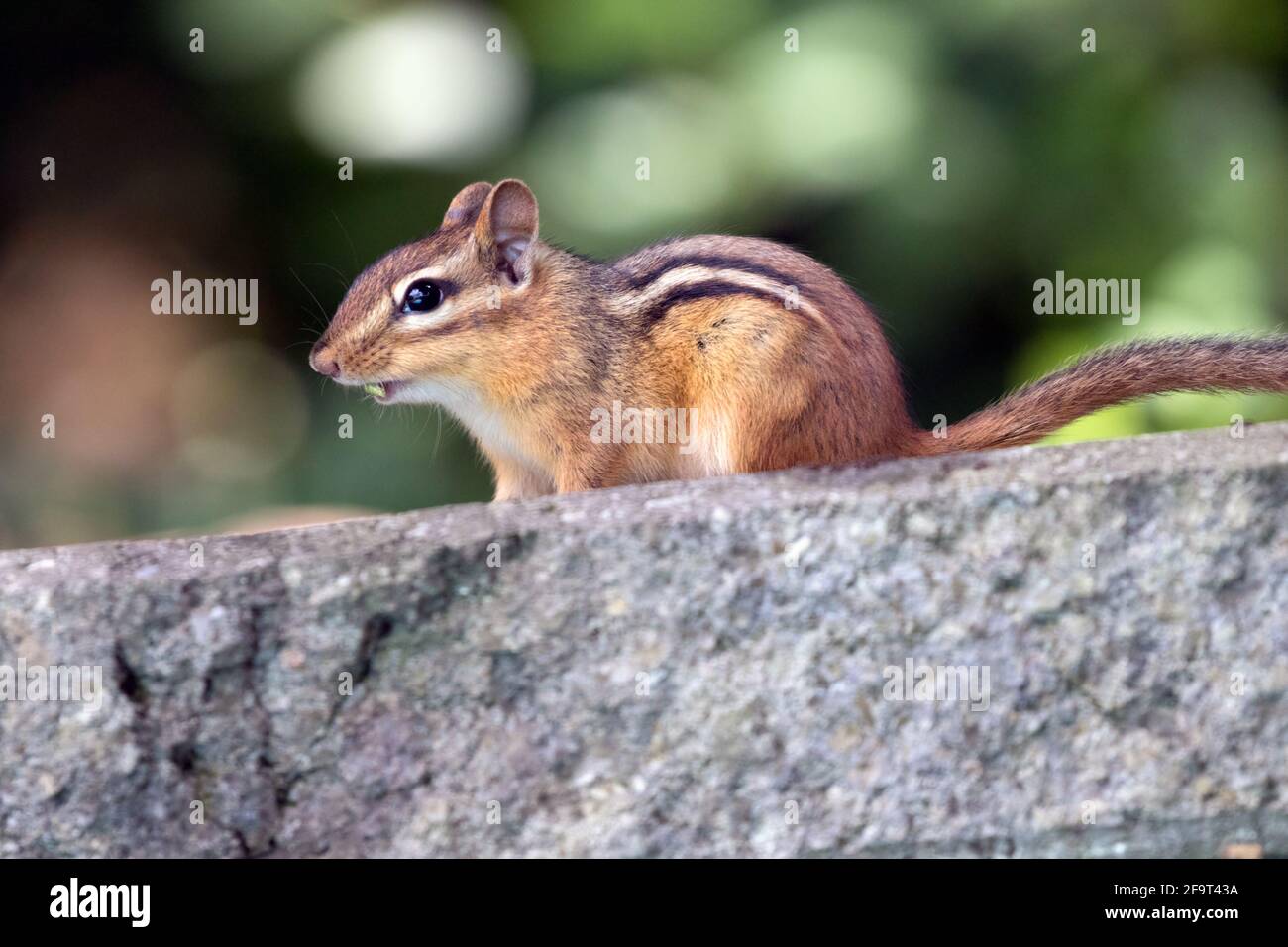 A chipmunk in front of a garden in Southwestern Ontario, Canada. Stock Photo