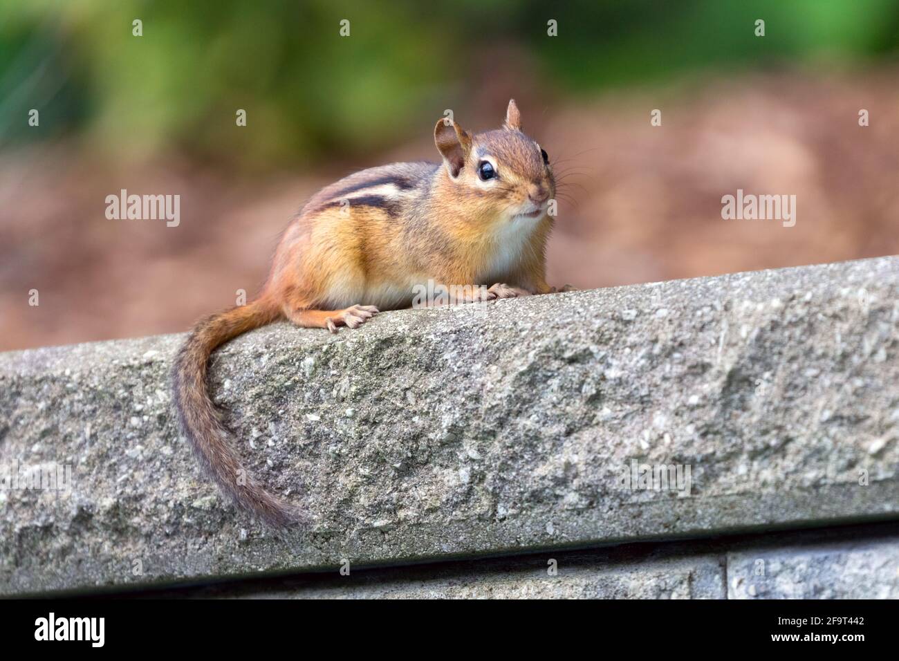 A chipmunk in front of a garden in Southwestern Ontario, Canada. Stock Photo