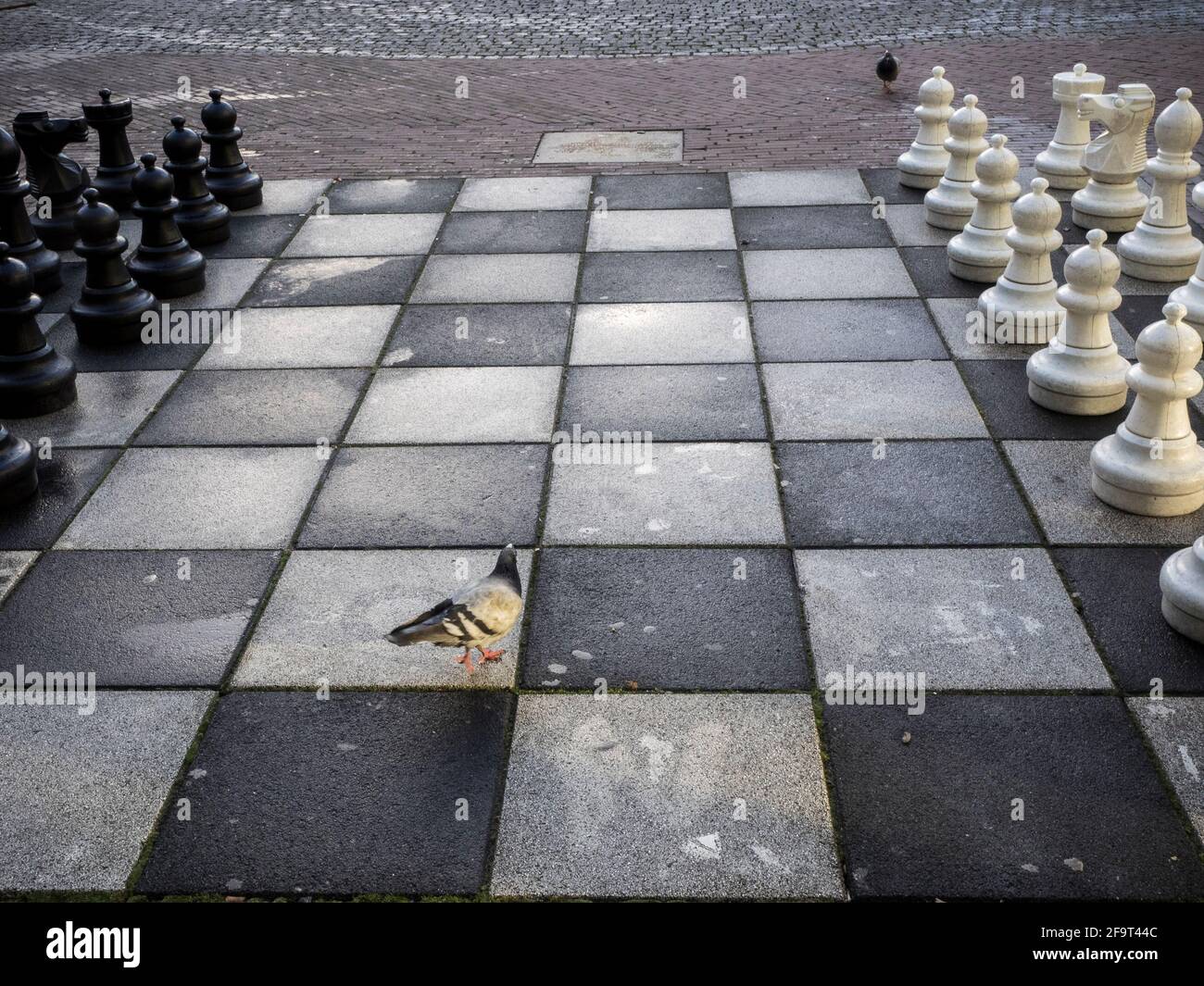 A pigeon wanders among the pieces of a street chess set in Amsterdam. Stock Photo