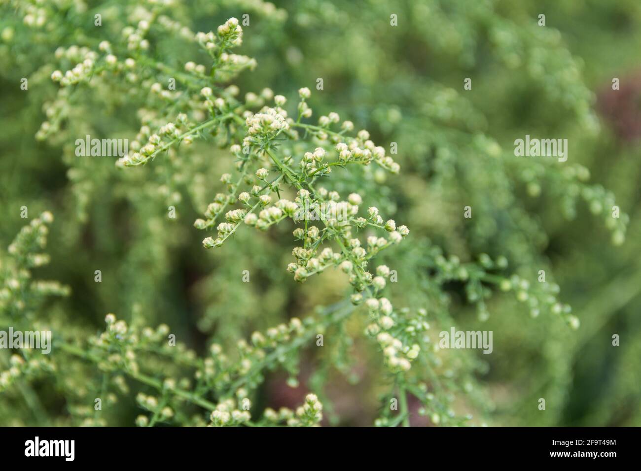 Detail of the branch of artemisia annua in bloom. Medicinal plant Stock Photo