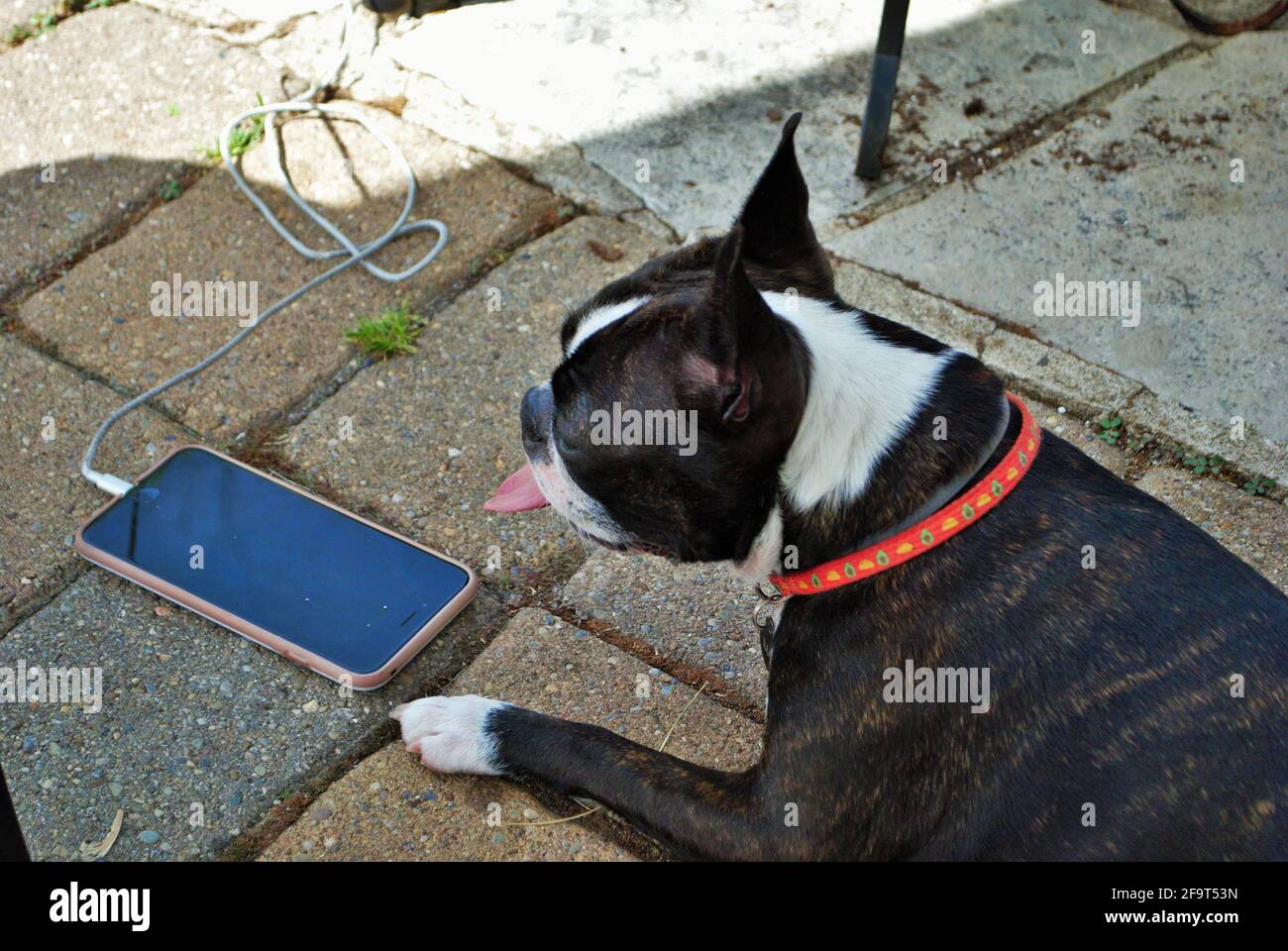 Black and white boston terroir making funny faces Stock Photo