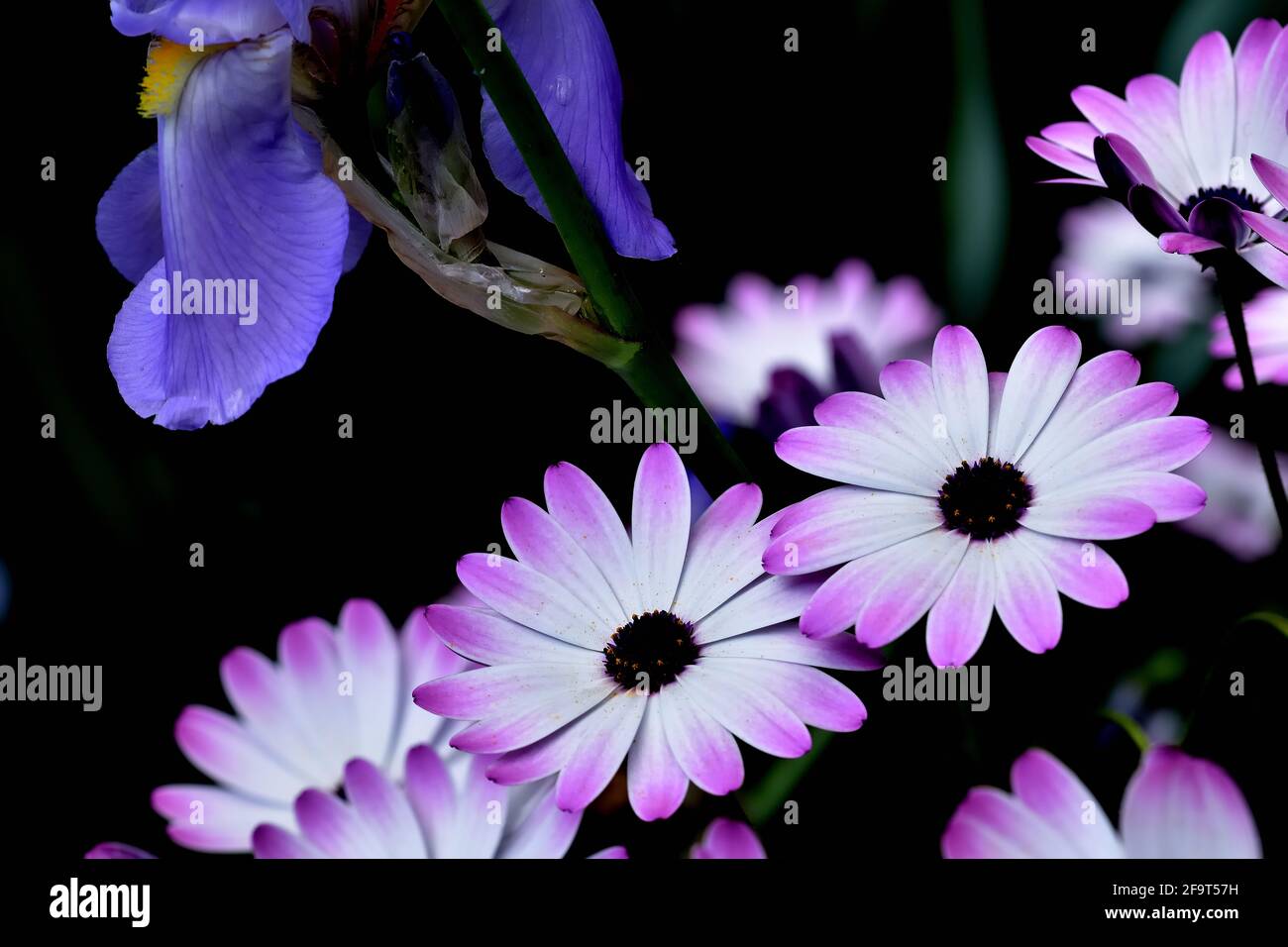 White and purple cape daisies (Dimorphotheca ecklonis) glowing against dark background next to a blue iris with yellow stamens Stock Photo