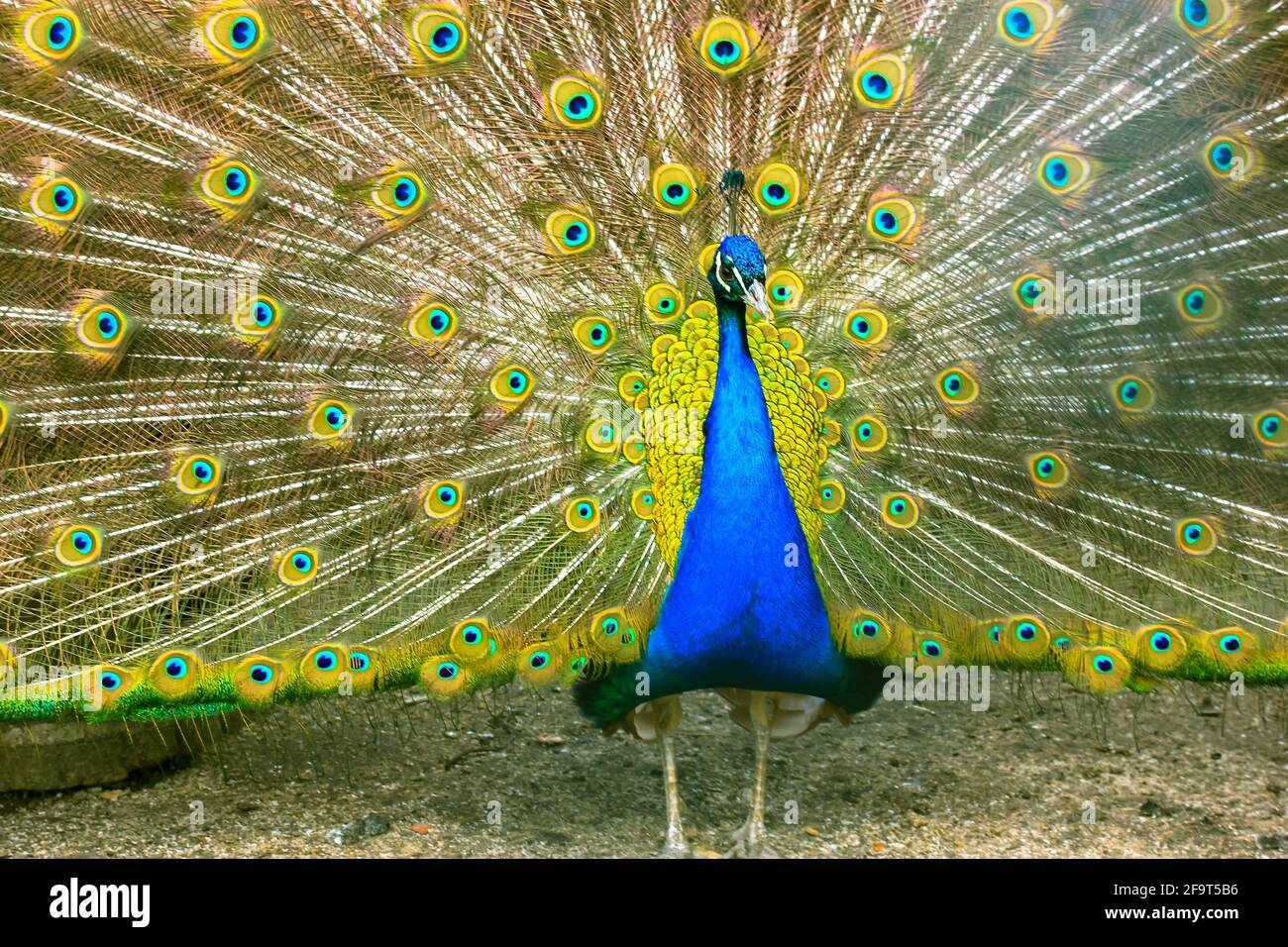 Peacocks birds animals hi-res stock photography and images - Page 10 - Alamy