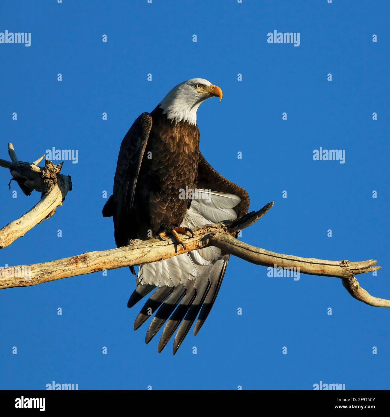 Bald eagle wing tail feathers hires stock photography and images Alamy