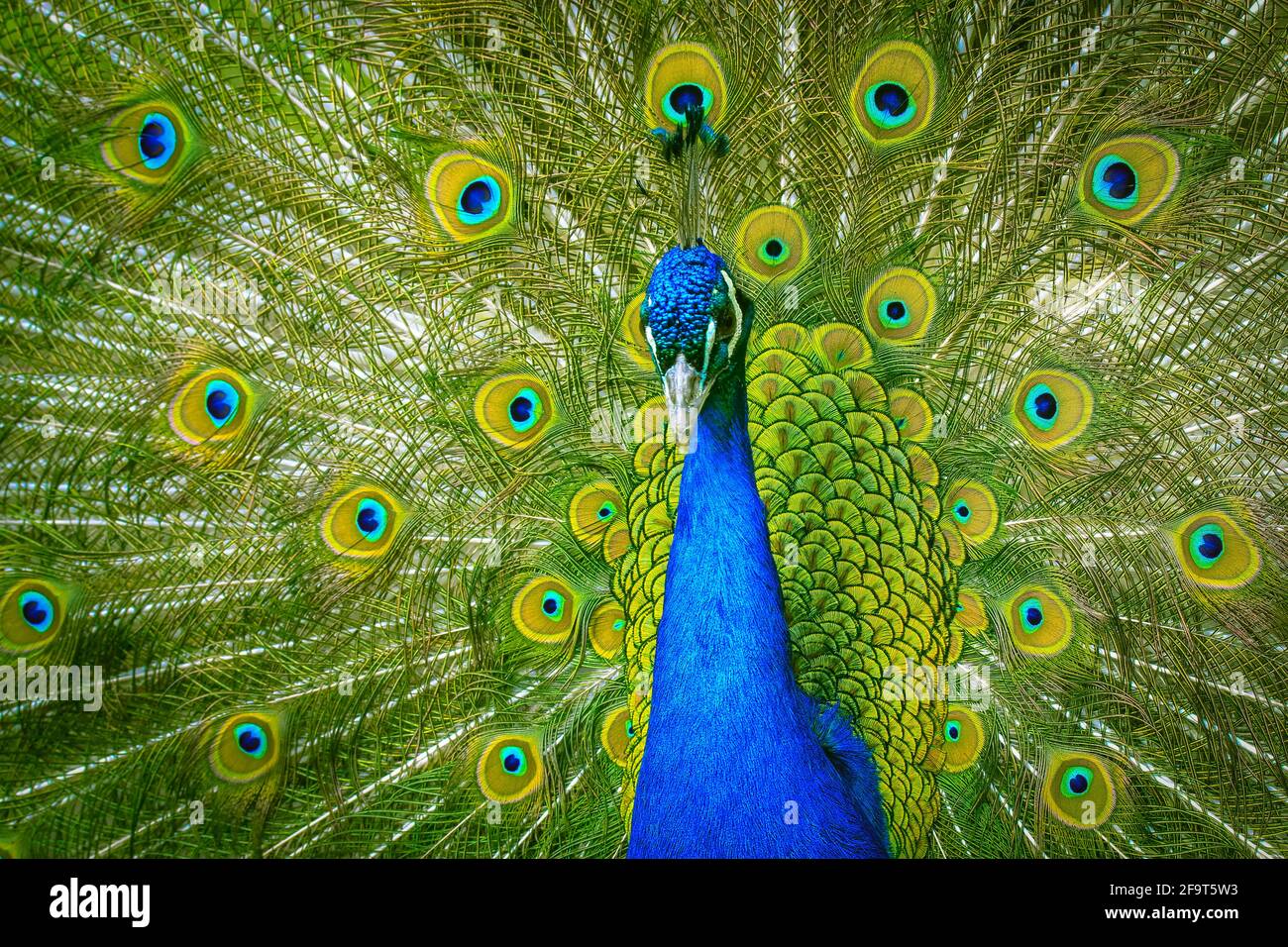 Indian peacock with colorful feathers fan-spreading its large tail. A beautiful Indian National bird is dancing with its feather wide spread in the zo Stock Photo - Alamy Indian peacock with colorful feathers fan-spreading its large tail. A beautiful Indian National bird is dancing with its feather wide spread in the zo Stock Photo - Alamy