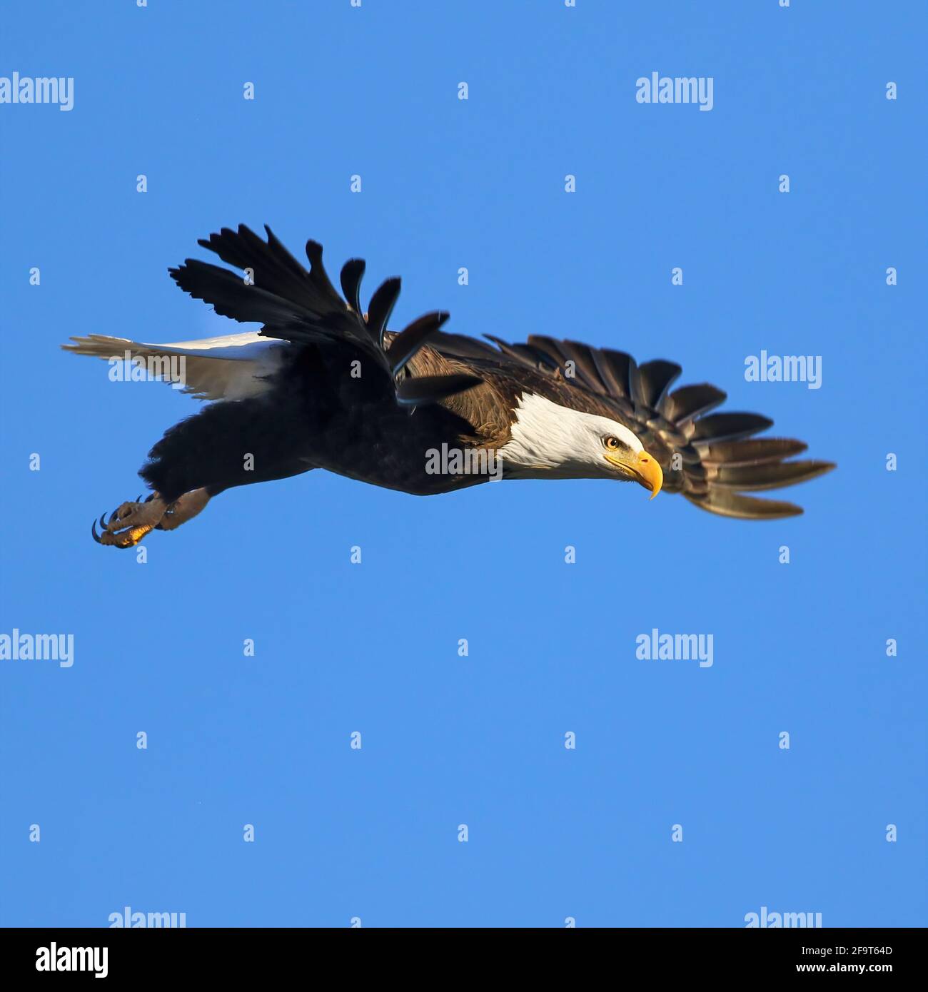 A Bald Eagle with outstretched wings, commencing to fly with the light of the afternoon sun shining brightly, and against a deep blue sky. Stock Photo