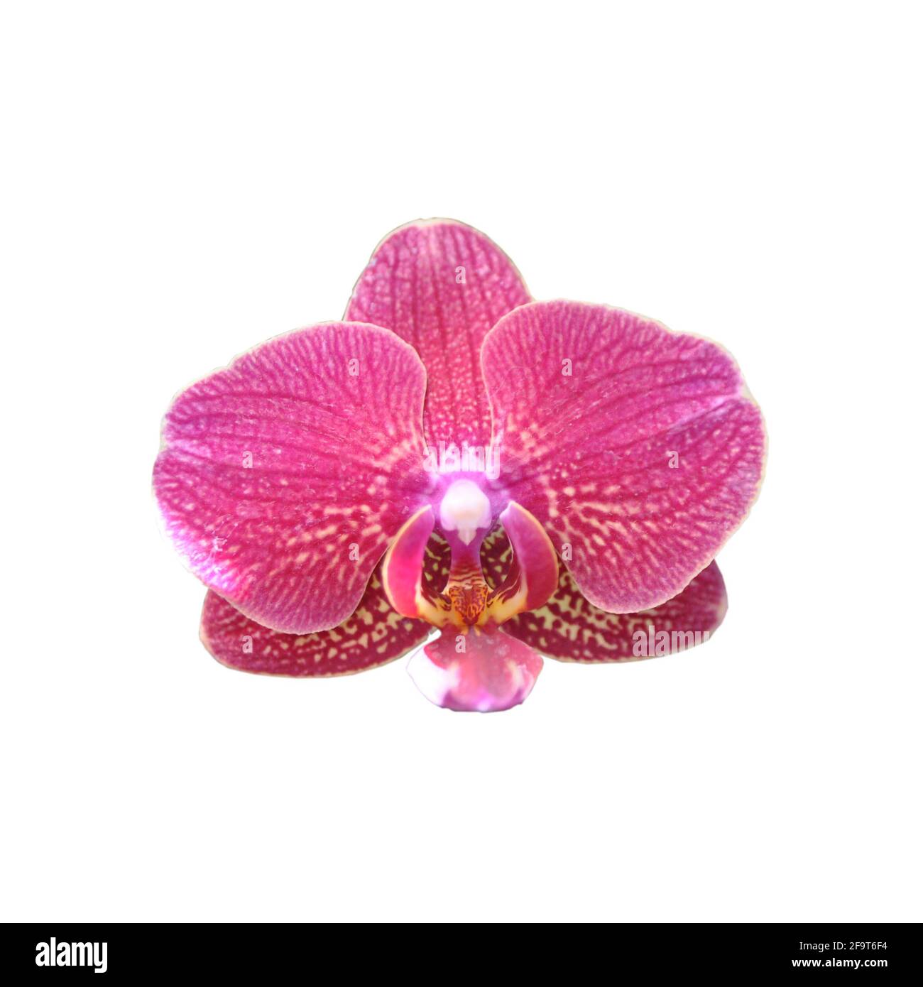 Burgundy speckled orchid flower isolated on white background. Stock Photo