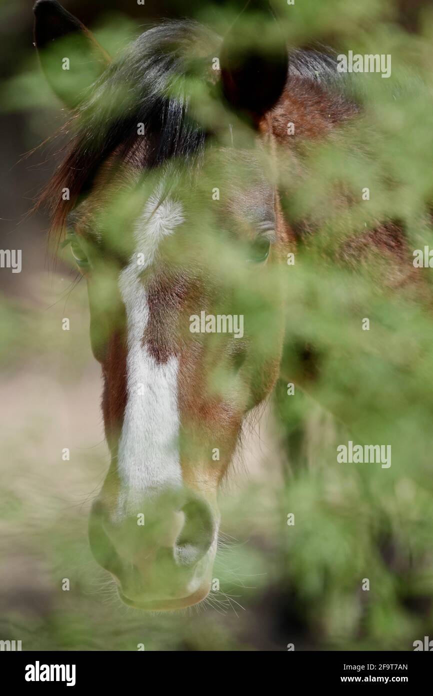 A wild horse hides behind some foliage of a tree. Stock Photo