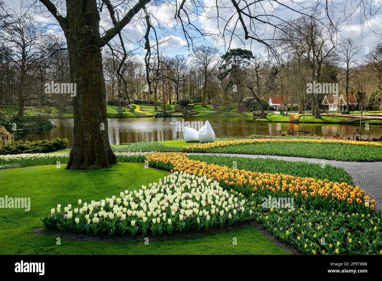 Beautiful Dutch spring landscape with colorful flowers (tulips ...