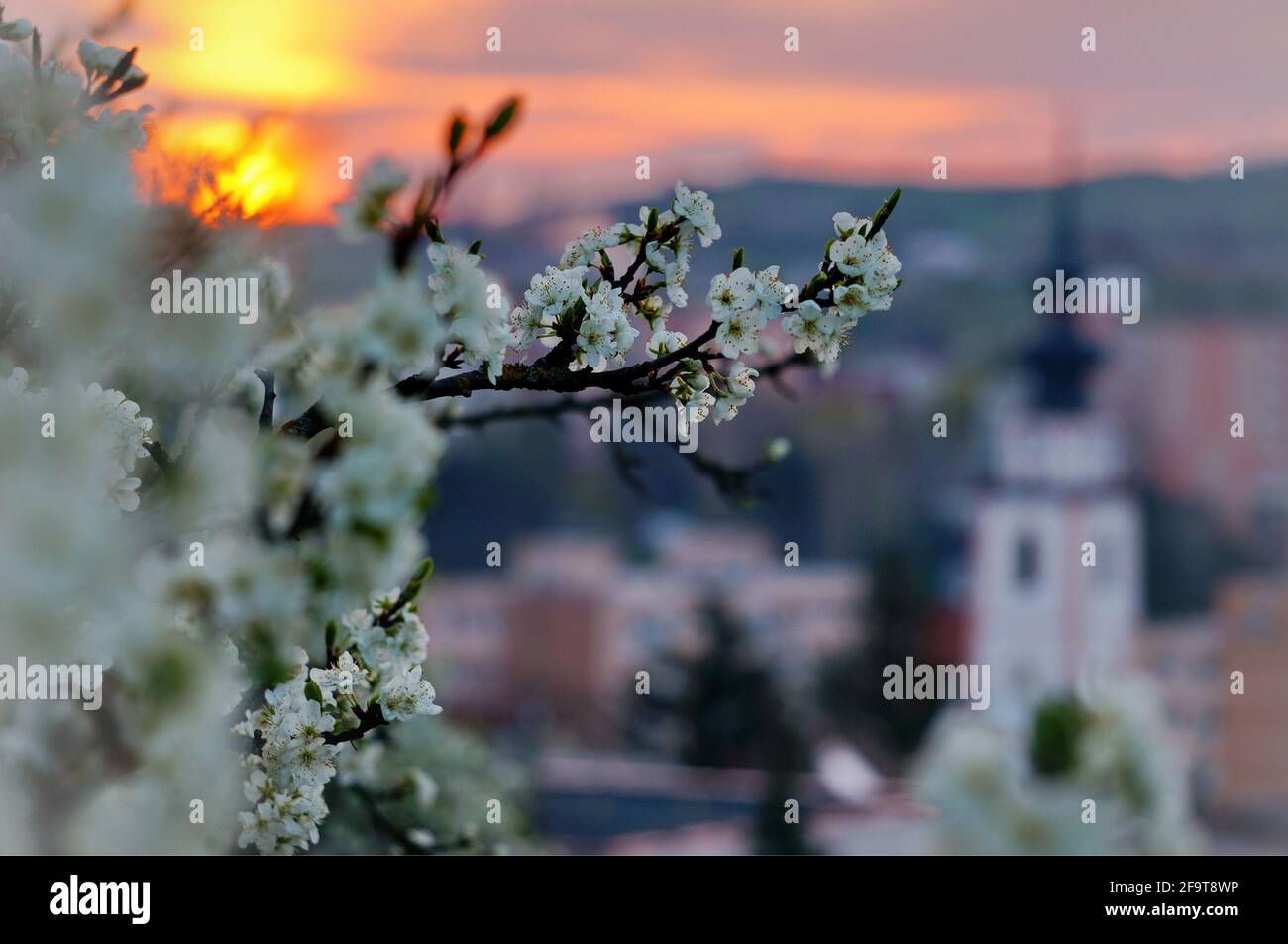 White tree blossoms during spring season at sunrise, with blurred tower of an Evangelical church in Slovak town of Myjava in the background Stock Photo