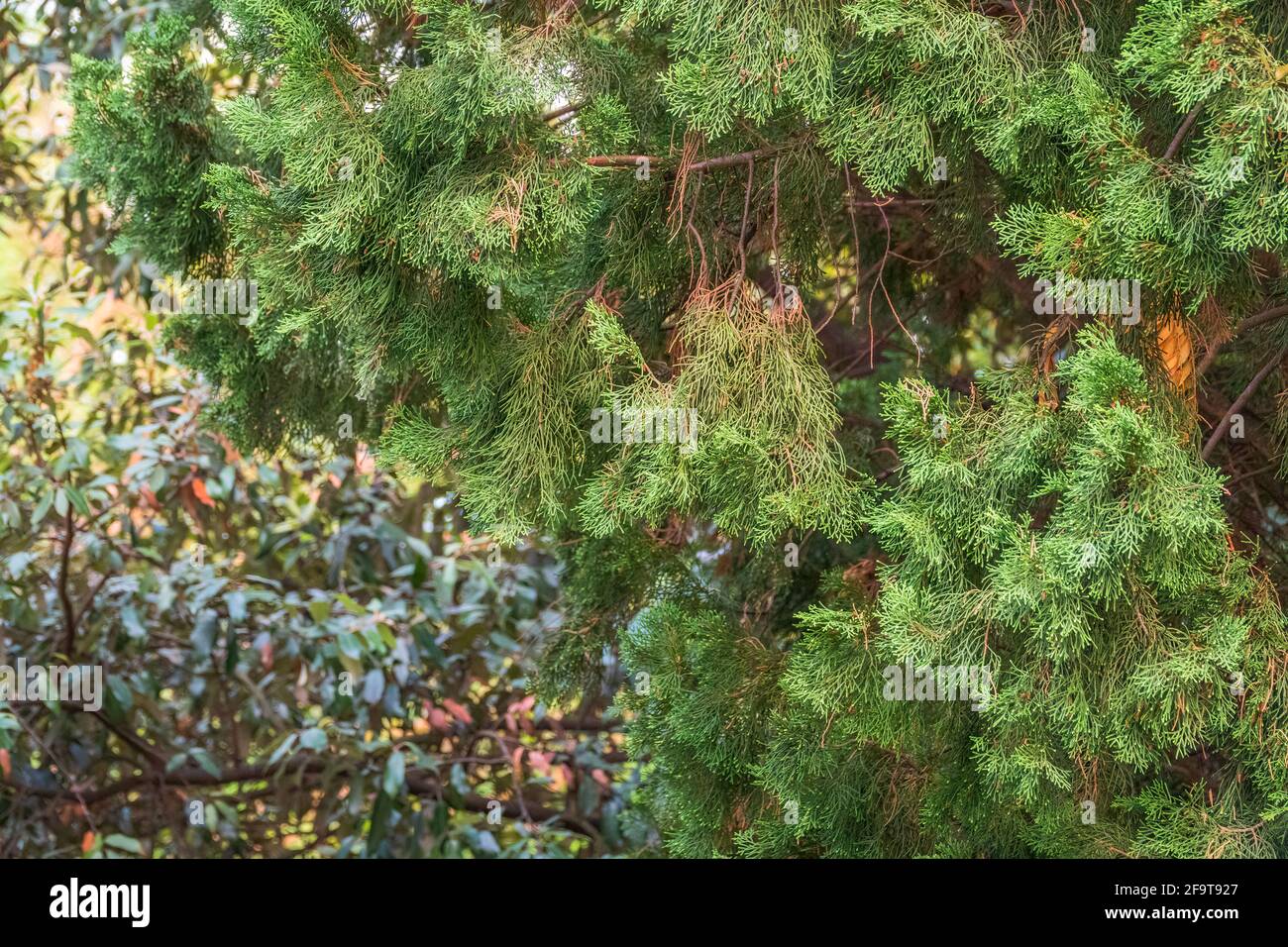 Leaves and cones of a Juniper tree evergreen. Juniperus excelsa, commonly called the Greek juniper Stock Photo