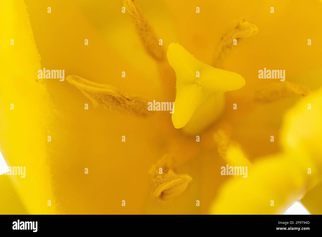 Macro photography of a tulip flower Stock Photo - Alamy