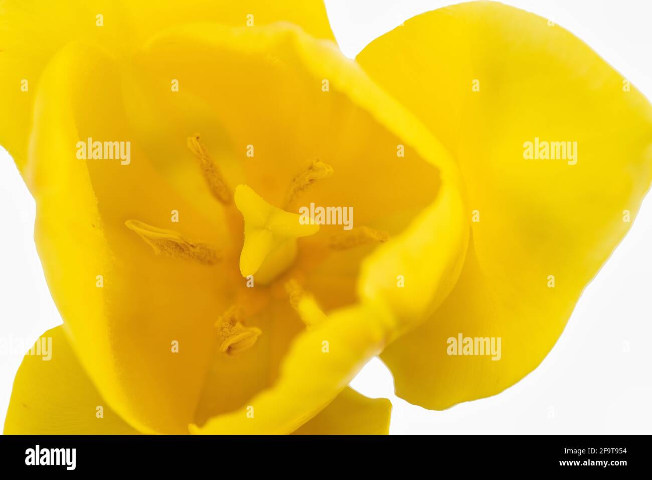 Macro photography of a tulip flower Stock Photo - Alamy