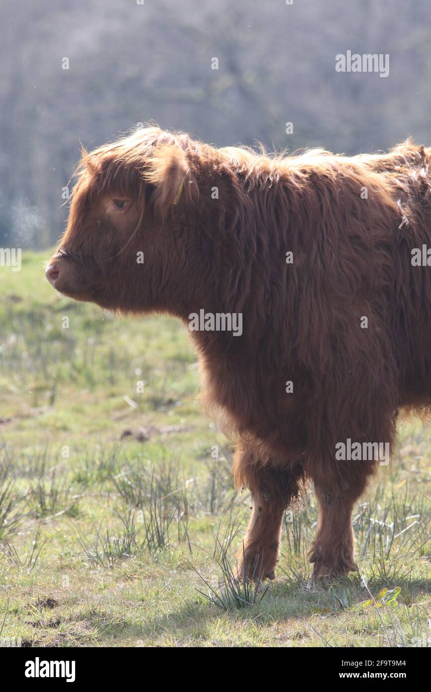 Scotland, Ayrshire,16 Apr 2021.  Highland Cow calfs at Auchinleck House, Ayrshire, Scotland, UK Stock Photo