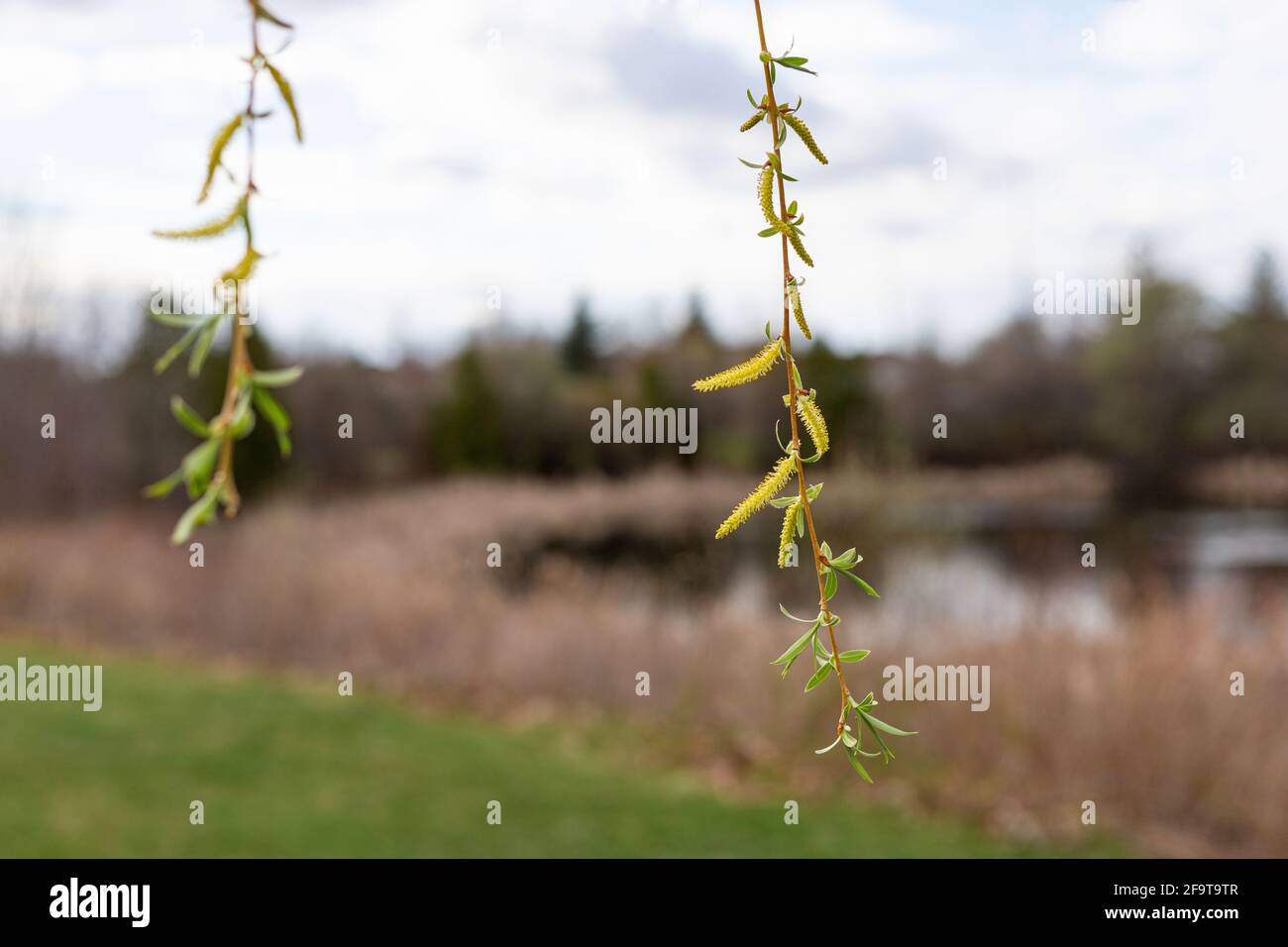 Branches of trees with growing leaves again blue sky and a pond in the background. Spring in the park. Stock Photo