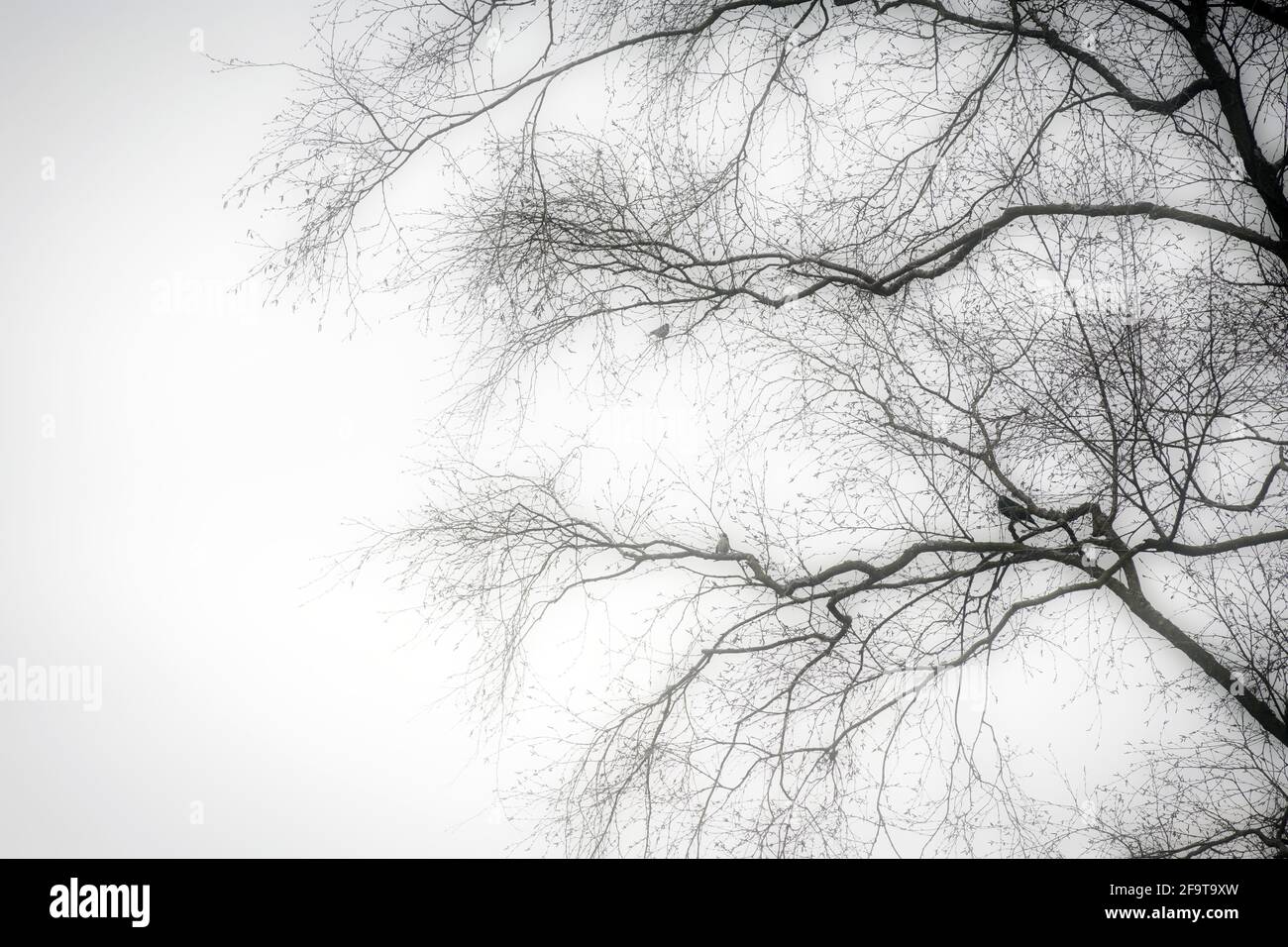 a silhouette of a black tree without leaves with birds sitting on a branch with mystery moody fog beautiful background Stock Photo