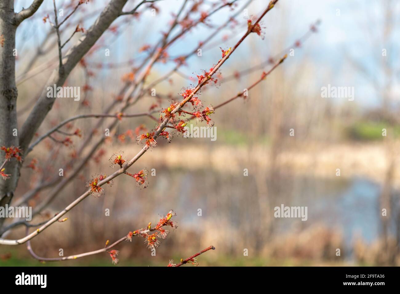 Branches of trees with growing leaves again blue sky and a pond. Spring in the park. Stock Photo