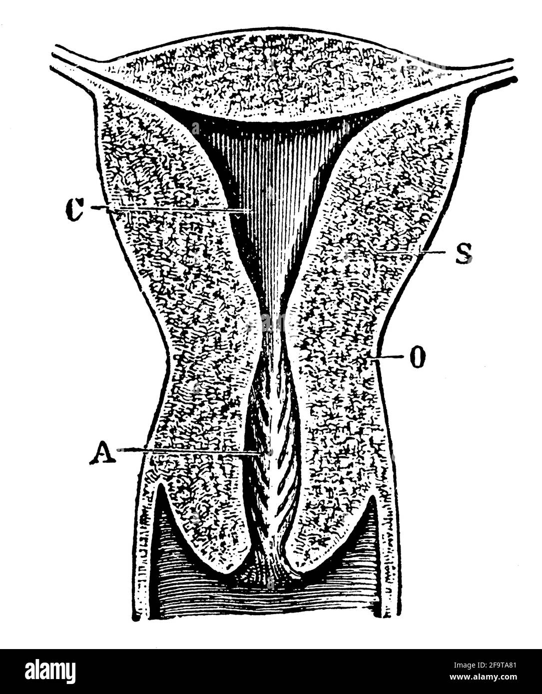 Vertical section through the womb of a virgin or woman who has not yet given birth. Illustration of the 19th century. Germany. White background. Stock Photo