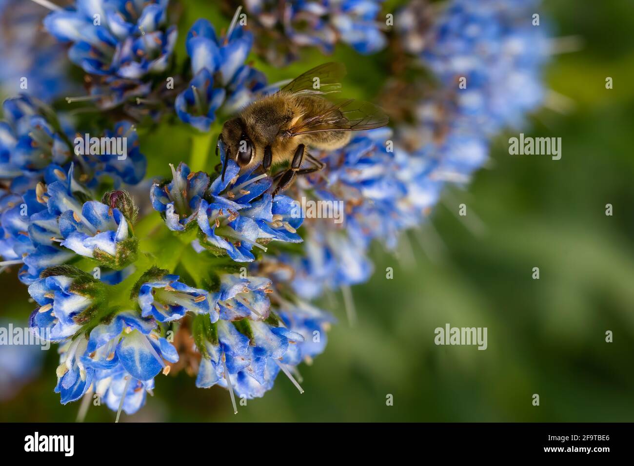 Bee in close-up on a large blue flower Echium candicans Fastuosum on a green blurred background Stock Photo