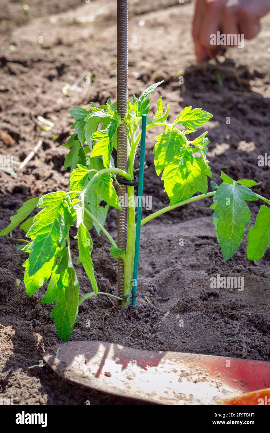 Young Tomato Plant Flower High Resolution Stock Photography And Images Alamy
