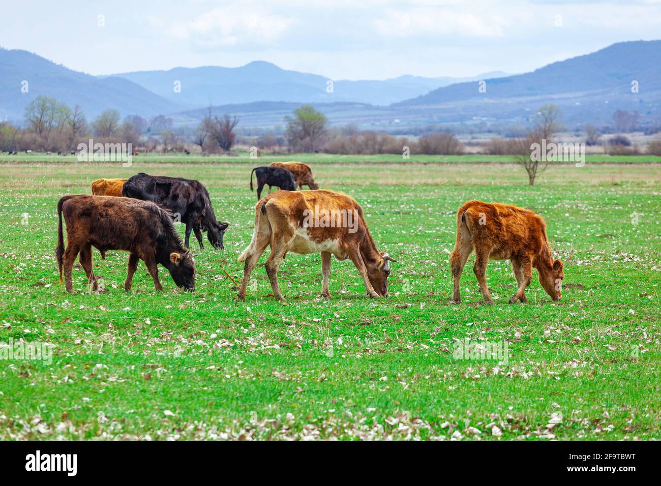 Black cows georgia hi-res stock photography and images - Alamy