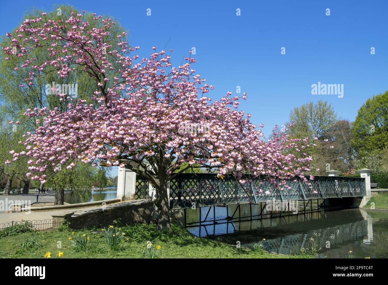 Bridge and Cherry Blossom Tree Regents Park London Stock Photo Alamy