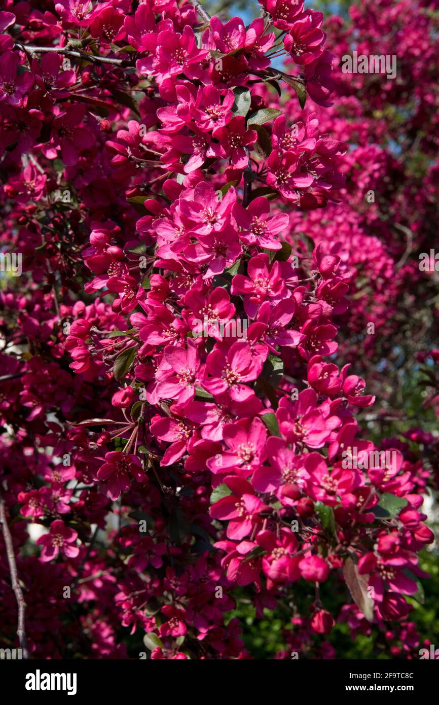 Close up cherry plum tree or purple leaf plum Regents Park London England Stock Photo