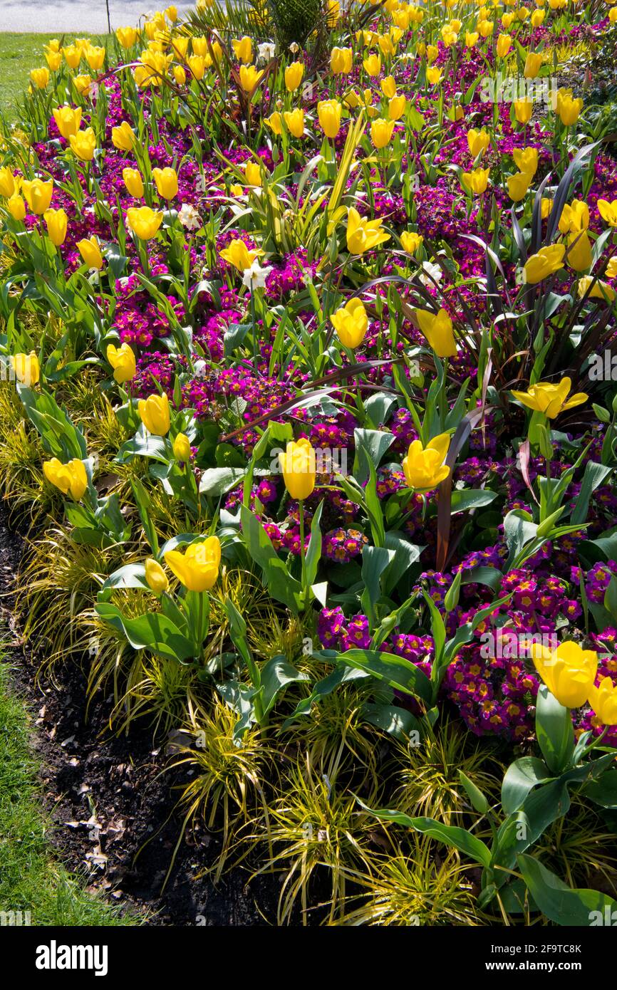 Regents park flower bed hi-res stock photography and images - Alamy