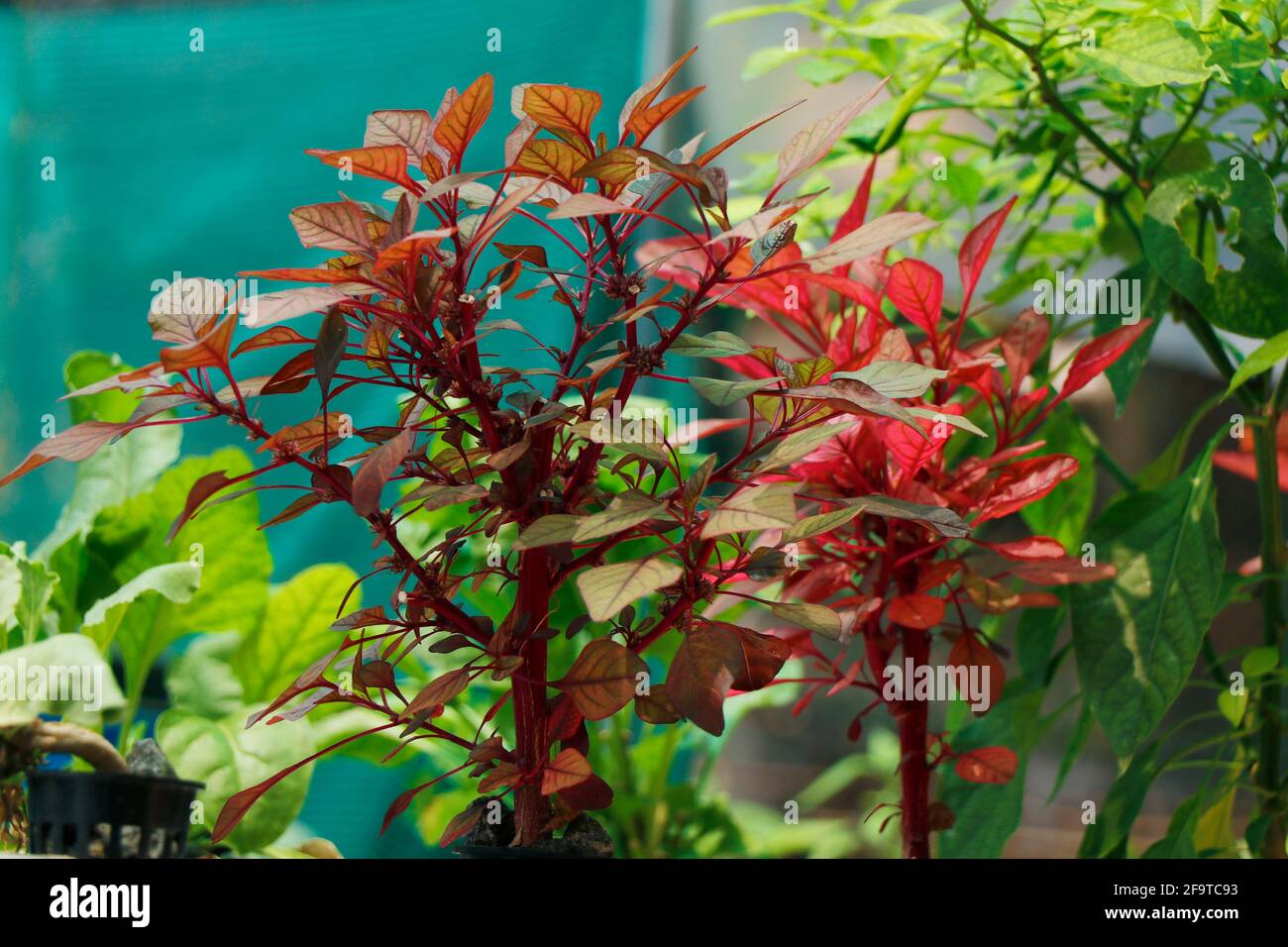 red Amaranthus dubius, the red spinach, Chinese spinach, spleen amaranth It belongs to the economically important family Amaranthaceae Stock Photo